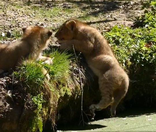 Батя: "Пусть плывет"⁠⁠