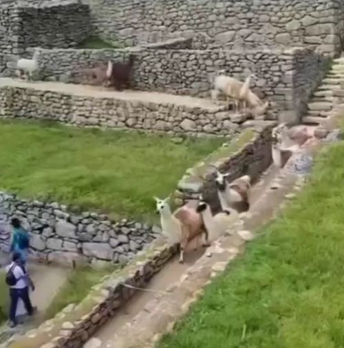 У каждого свой способ преодоления препятствий