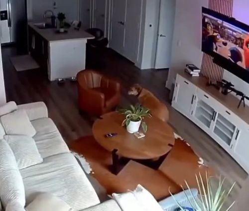 Собака, диван и хозяин⁠⁠