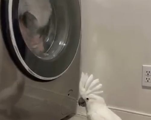 Попугай вернулся из клуба⁠⁠