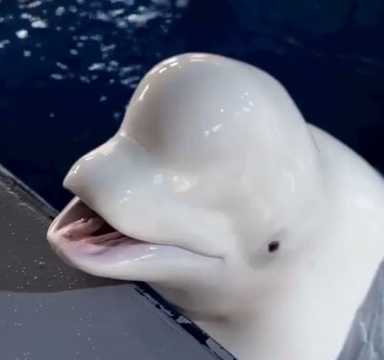 Это - белуха и она звучит так⁠⁠