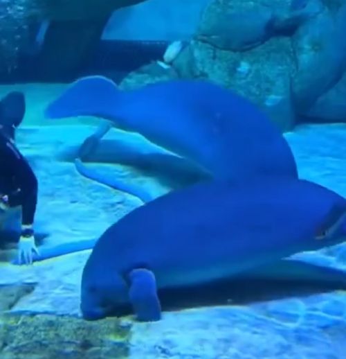 Морская корова мешает работать