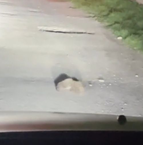 Схватка ёжиков