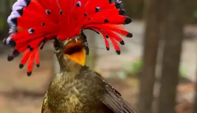 Амазонский венценосный мухоед⁠⁠