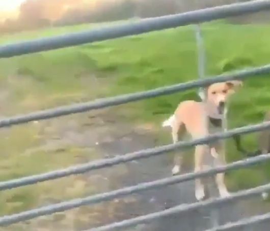 Собака тоже вертолет⁠⁠