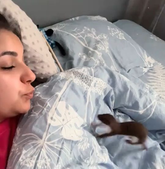 Утренняя ласка