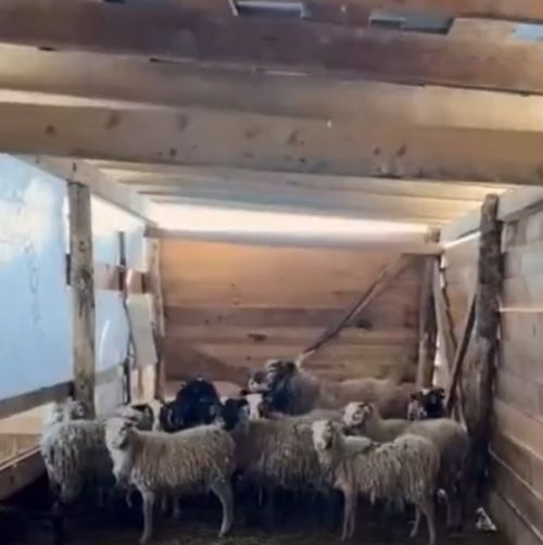 Всё как у людей