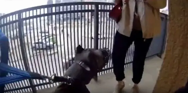 В Питере девушка возмутилась поведению собачницы в подъезде.