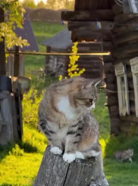 Снится мне деревня