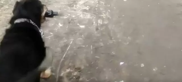 Собачник показал, от кого "го*на" больше на улицах