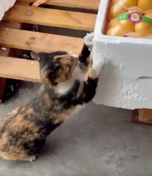 Нервы ни к чёрту! Только это успокаивает⁠⁠