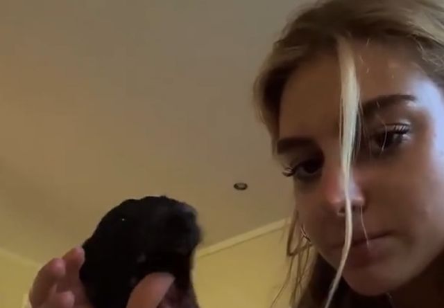 Как убедить собачку не кусаться