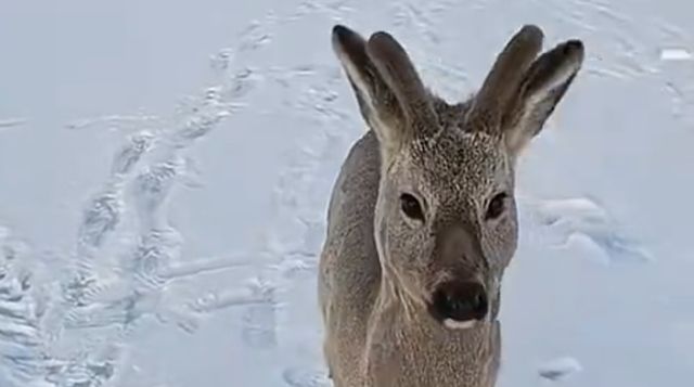 Вы гуляете с собачкой?