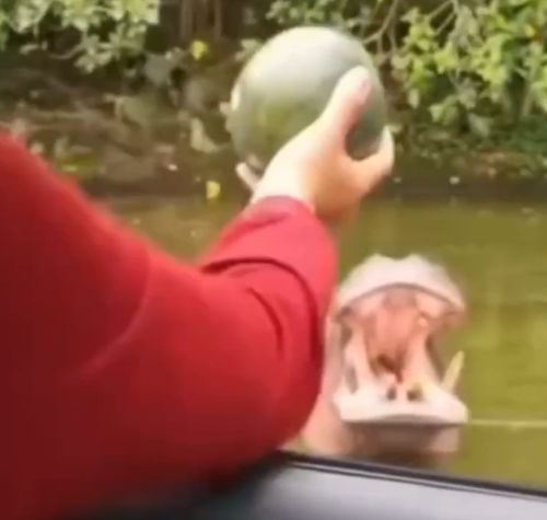 Это же надо так бросить, чтобы тебя осудил бегемот⁠⁠