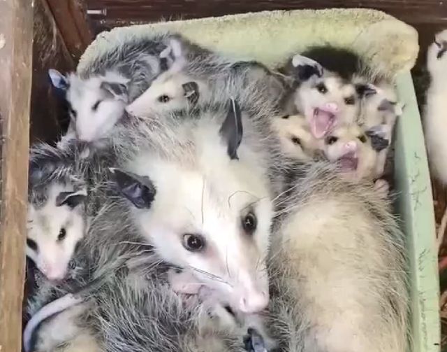 Многодетная мать⁠⁠