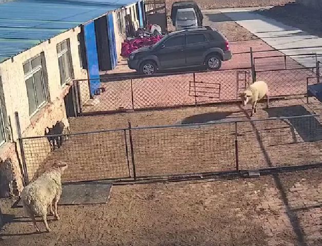Два барана