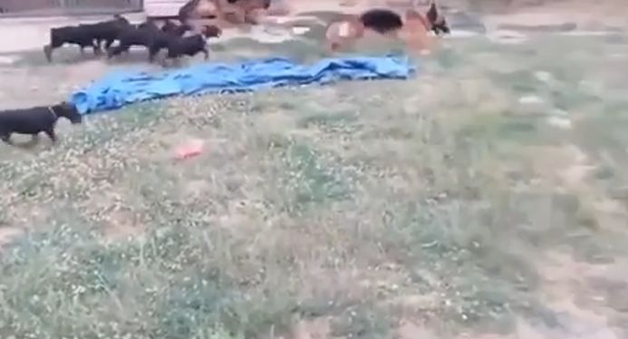 Они поставили немецкую овчарку присматривать за группой щенков добермана