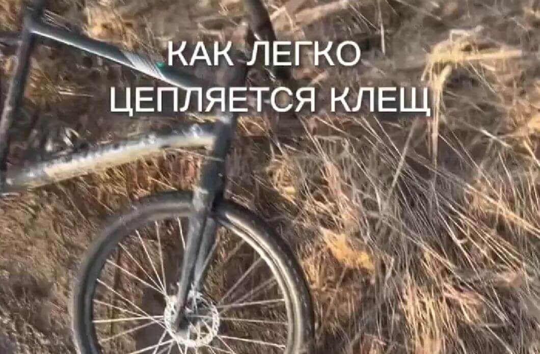 Дружелюбные животные⁠⁠