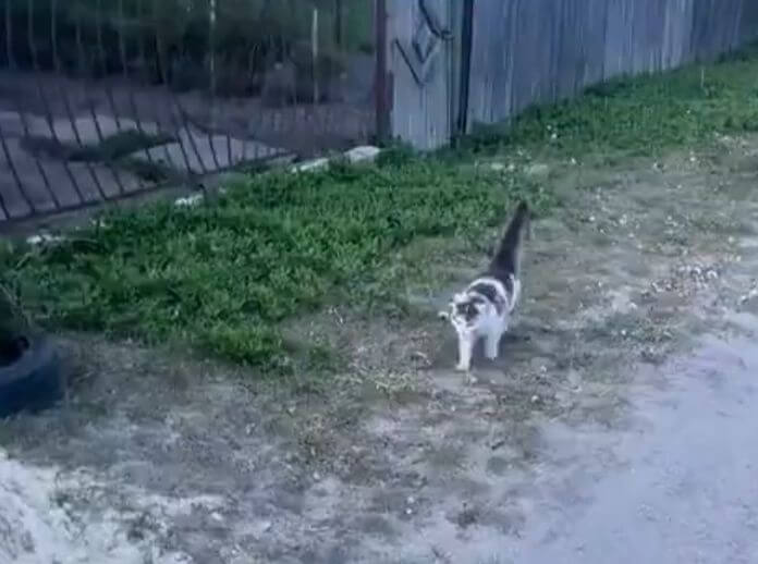 Необычный подарок котейке