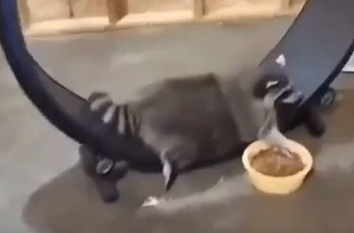 Енот на спорте