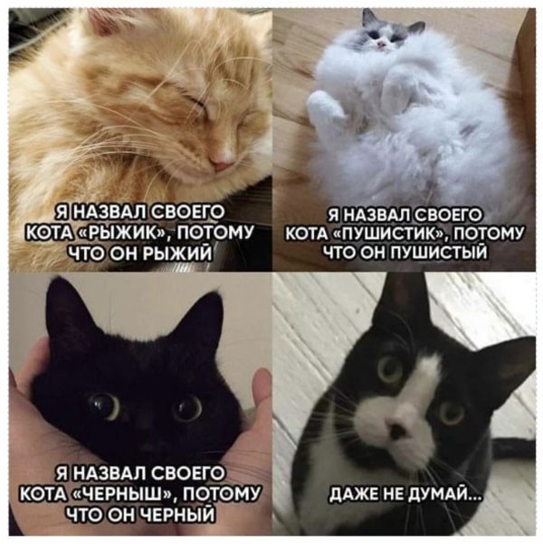 смешные картинки