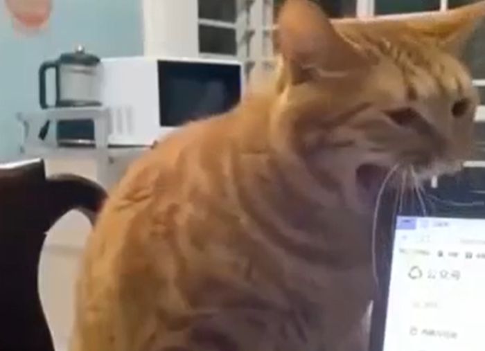 Коты всегда делают вид, что они не при делах⁠⁠