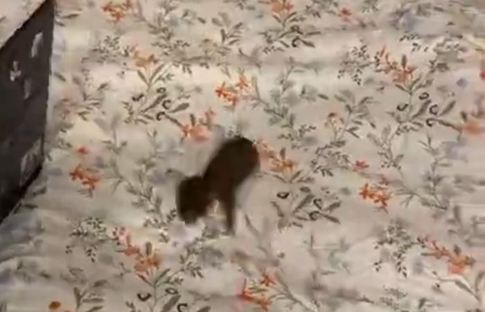А кошки то спокойные животины