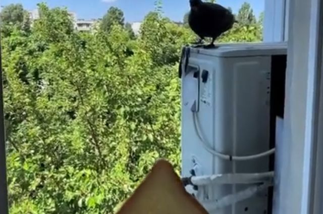 Довели⁠⁠