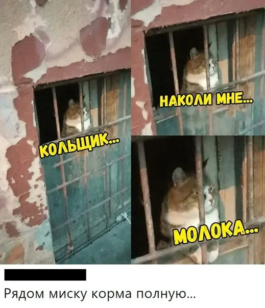 Новые мемы