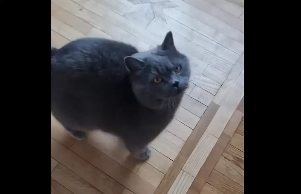 Прямо служебная собака, а не кот