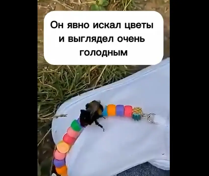 Мохнатка без крыла