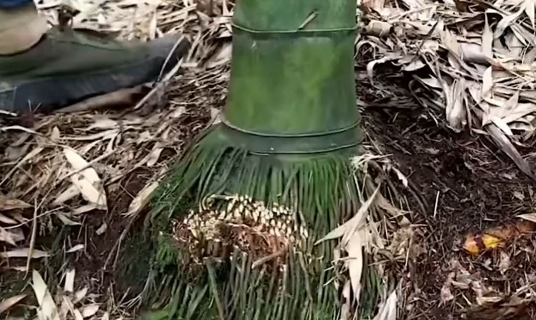 Жаба из корня бамбука⁠⁠