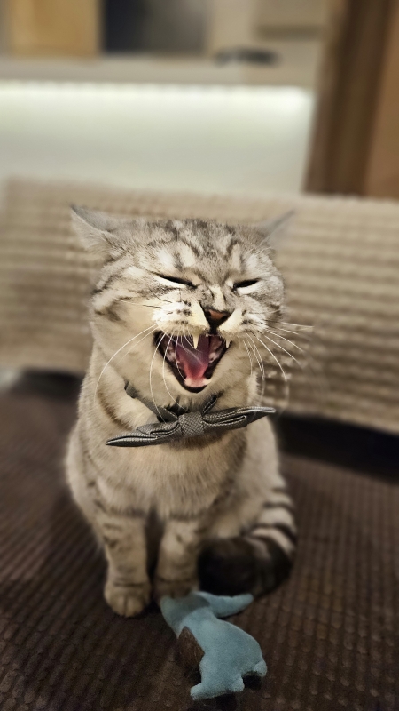 Я так кота фоткал, когда зевал. Как будто ржёт))