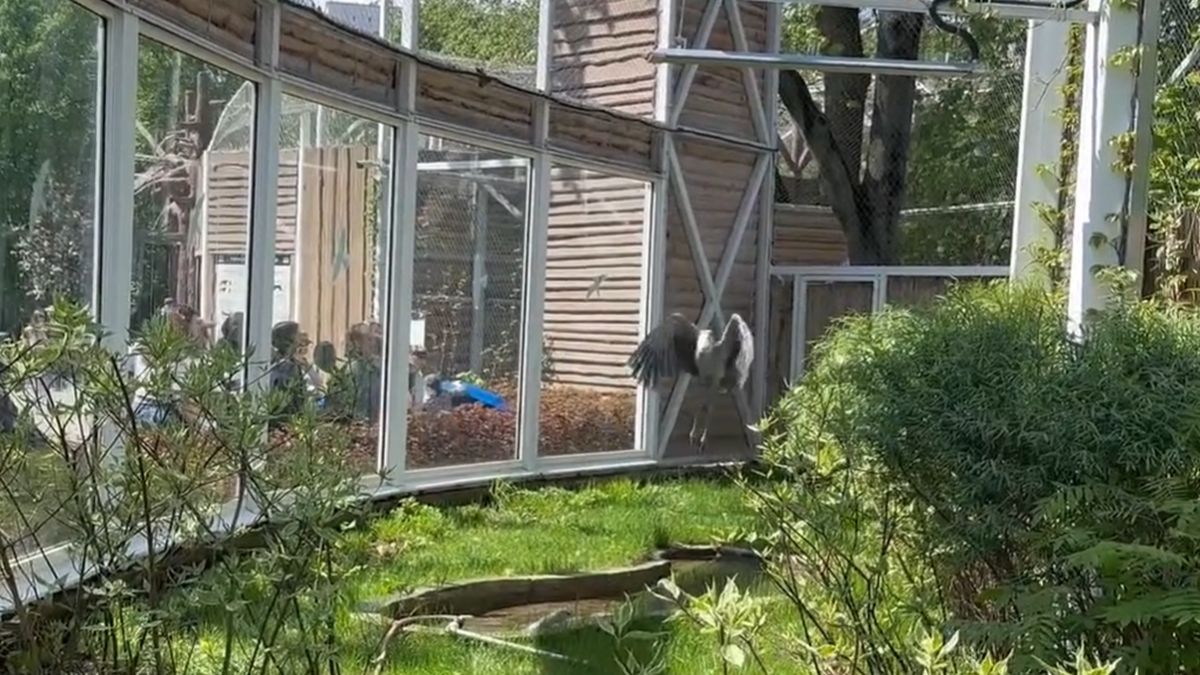 Величественный полет королевской цапли китоглава