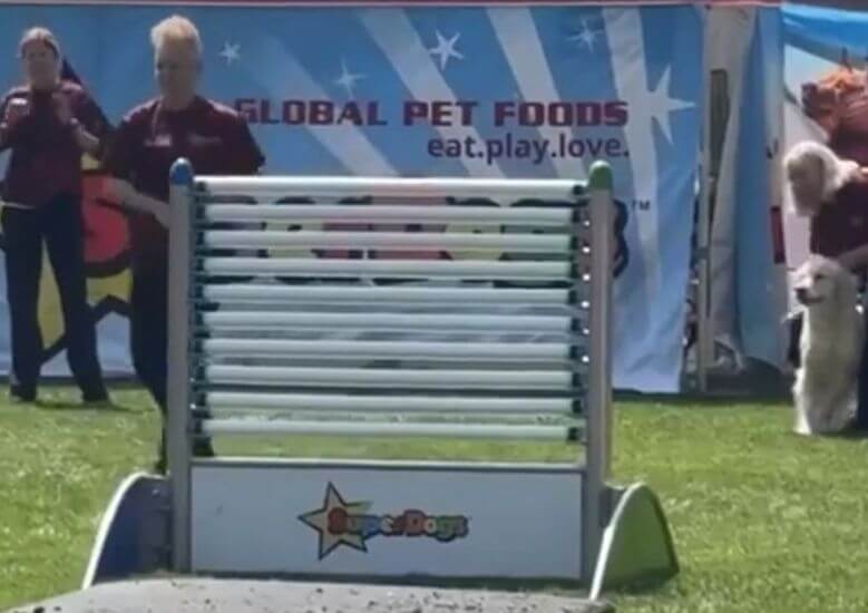 Комментатор на канадском дог-шоу SuperDogs представил золотистого ретривера по кличке Sir Jumps-a-Lot как «самую прыгучую собаку в Онтарио»⁠⁠