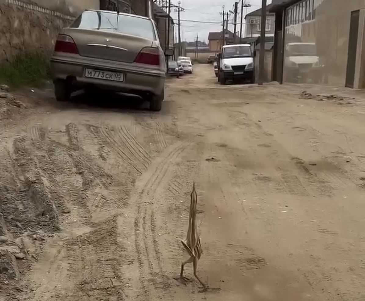 Птыц 360