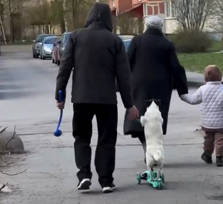 В Питере обнаружили пса-самокатчика