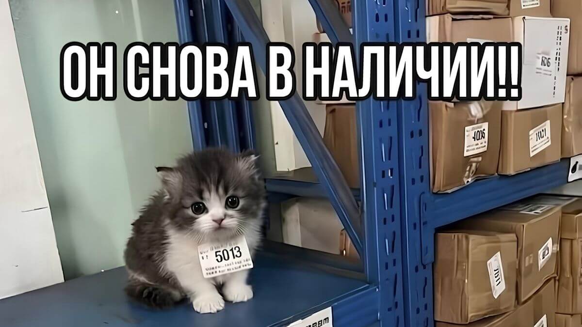 Среда пришла — неделя прошла: 40 отличных мемов для поднятия настроения на экваторе недели