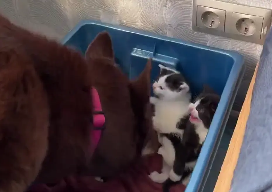 Собака стала мамой котятам