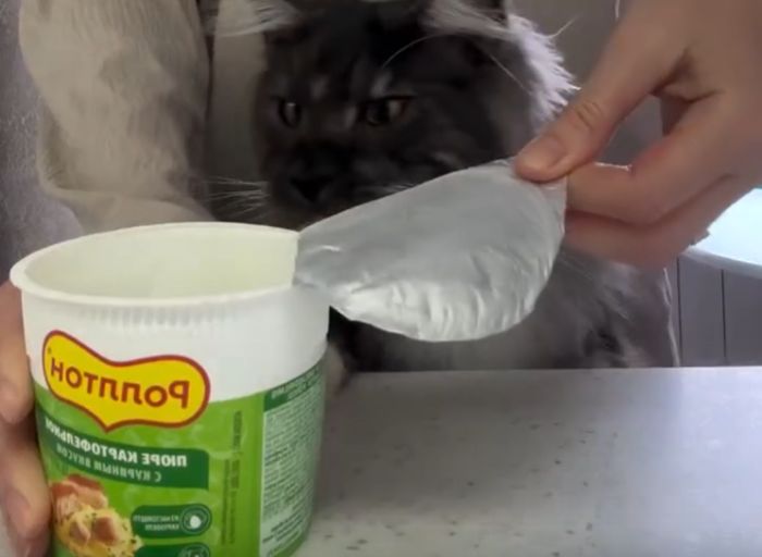 Завтрак для кота