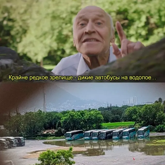 Новые мемы