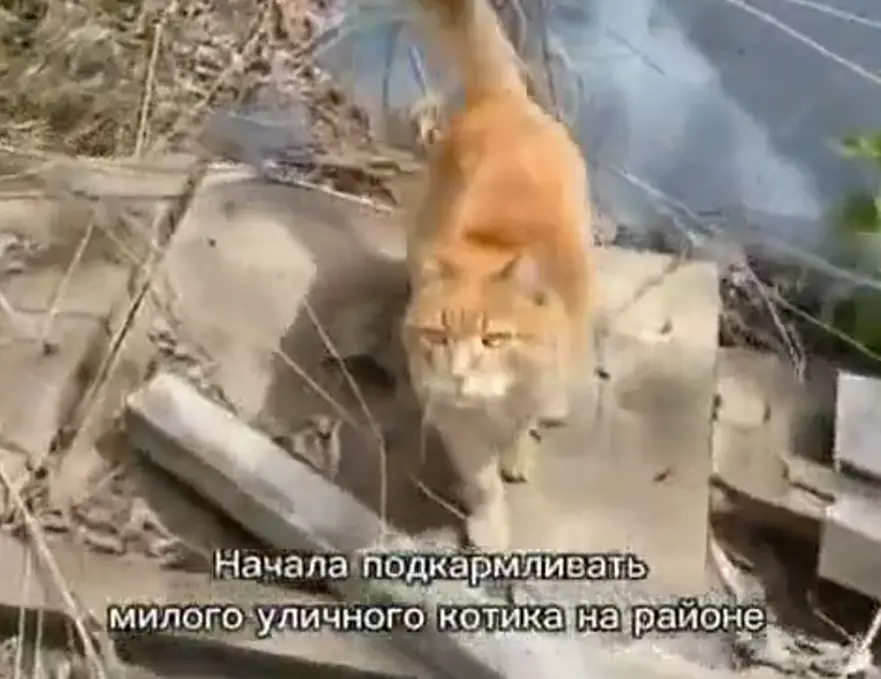 Хитрый рыжий кот