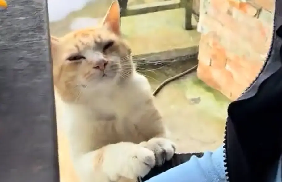 Самый добрый кот⁠⁠