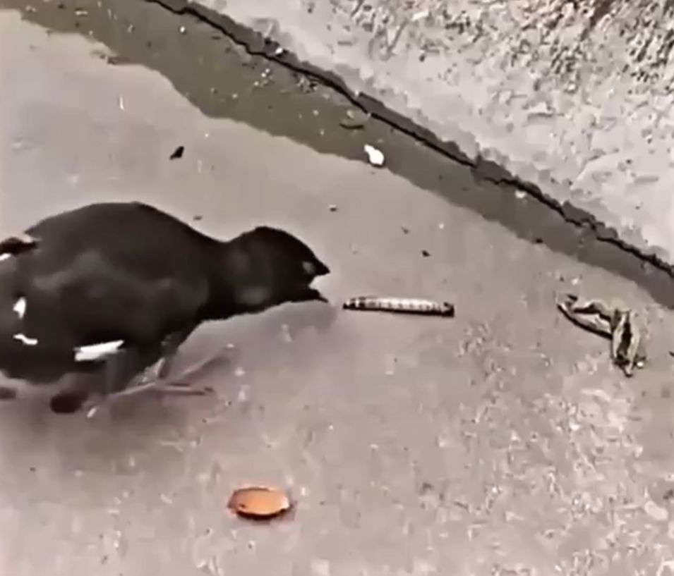Орёт на еду