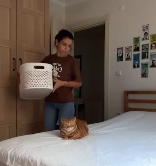 Да потому что невозможно просто взять и пройти мимо своего кота
