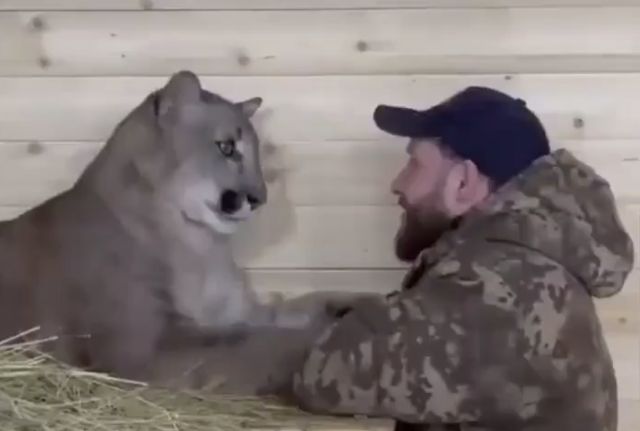 Пума и её человек⁠⁠