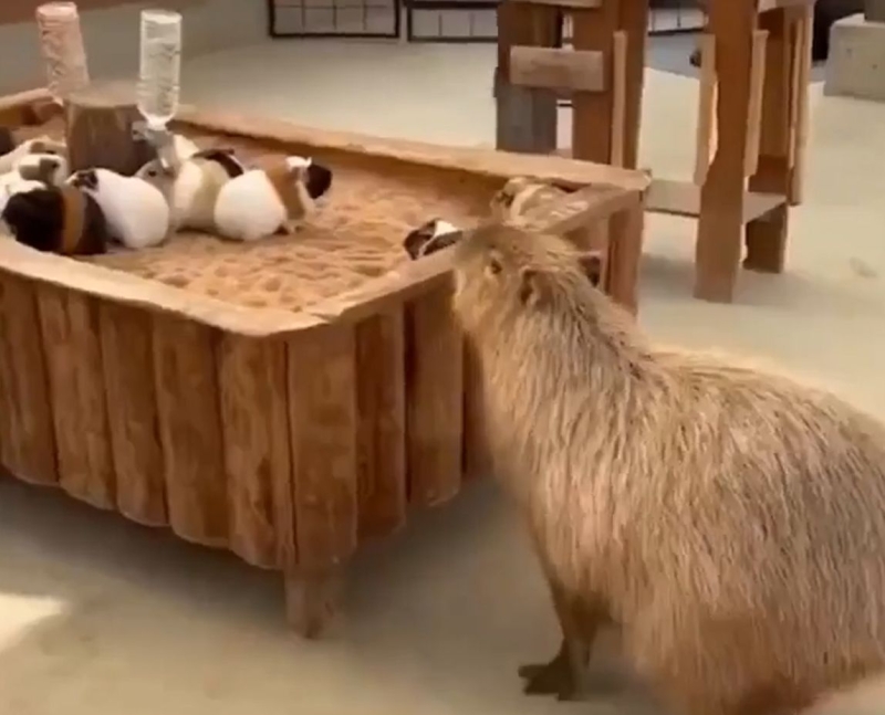 Я один из вас!⁠⁠
