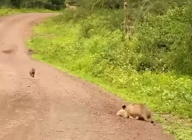 Кабанчег просто бегит
