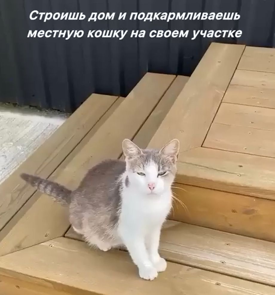 Корми теперь. Ты теперь котовожатый)