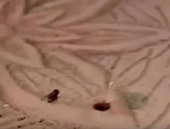 Муха попала в чёрную дыру⁠⁠